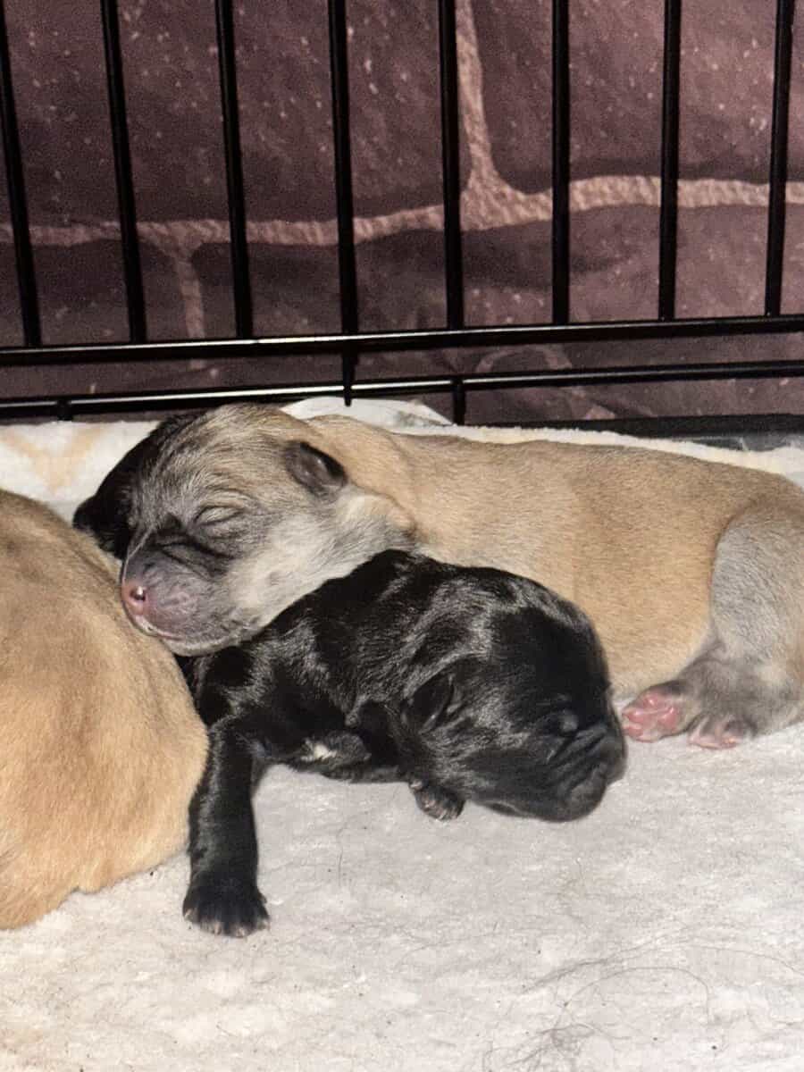 German Shepherd/Husky & Chow Chow Mixed Breed Pups image 2