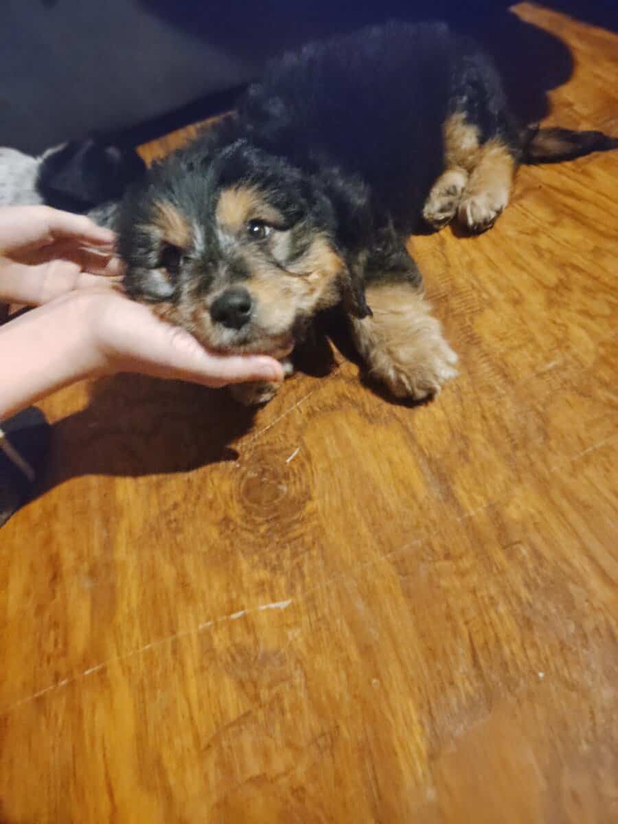 Free puppies image 2