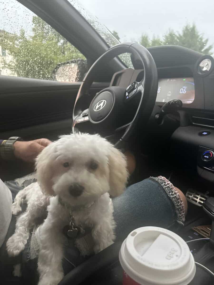 Female shipoo pup for sale image 4