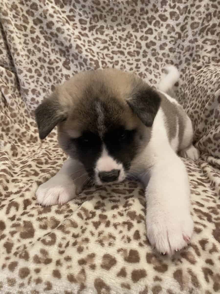 American Akita puppies image 5