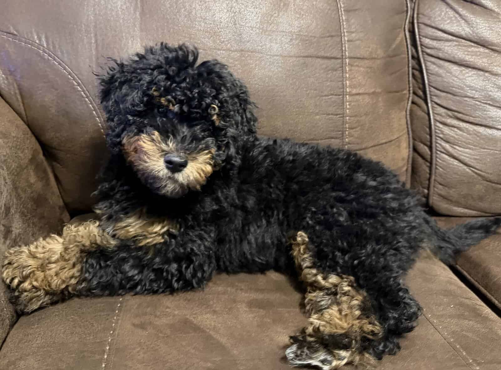 F1b Mini Goldendoodle puppy image 1
