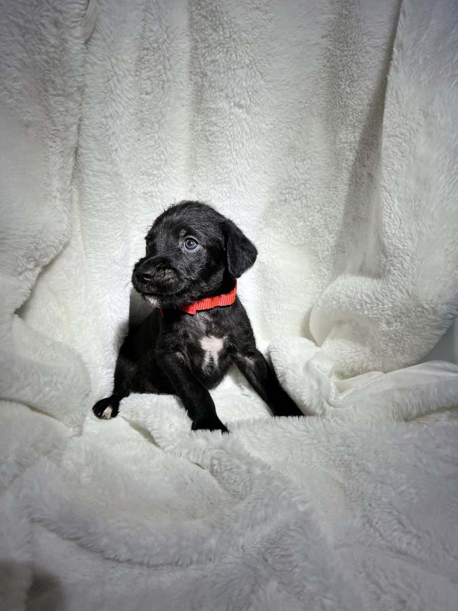 Cane Corso - Standard Poodle “Canoodles” image 9