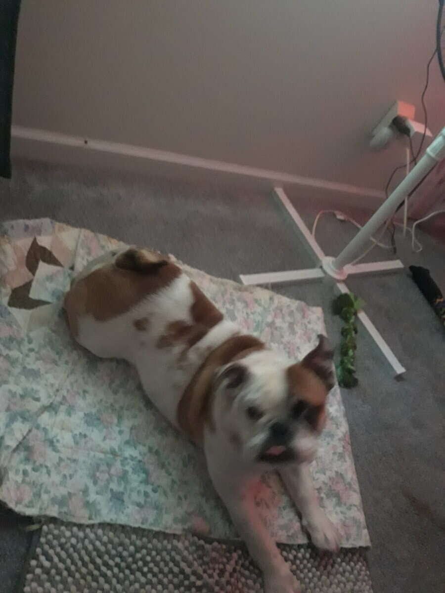 English Bulldog image 3