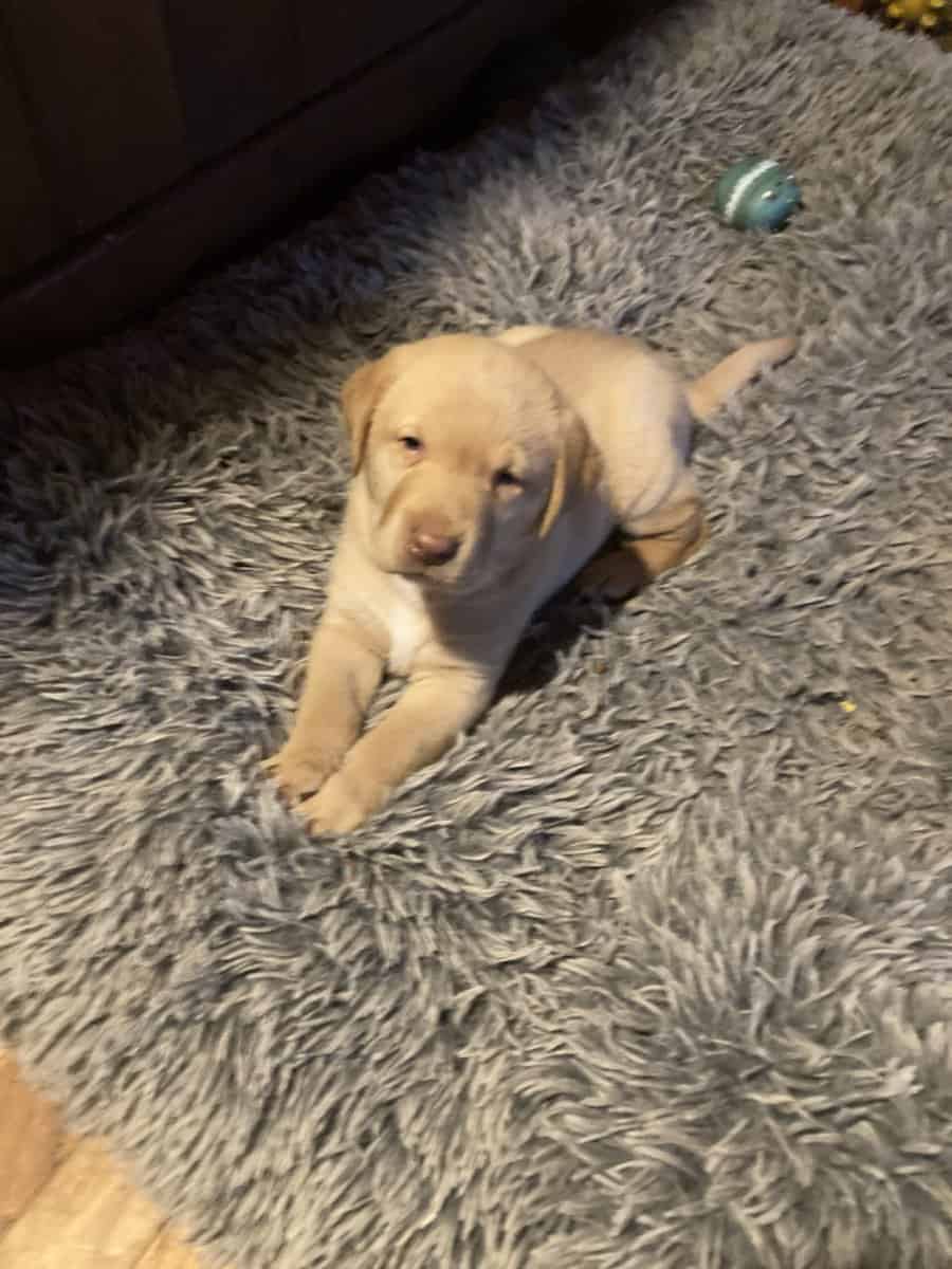 Lab mix puppies image 16