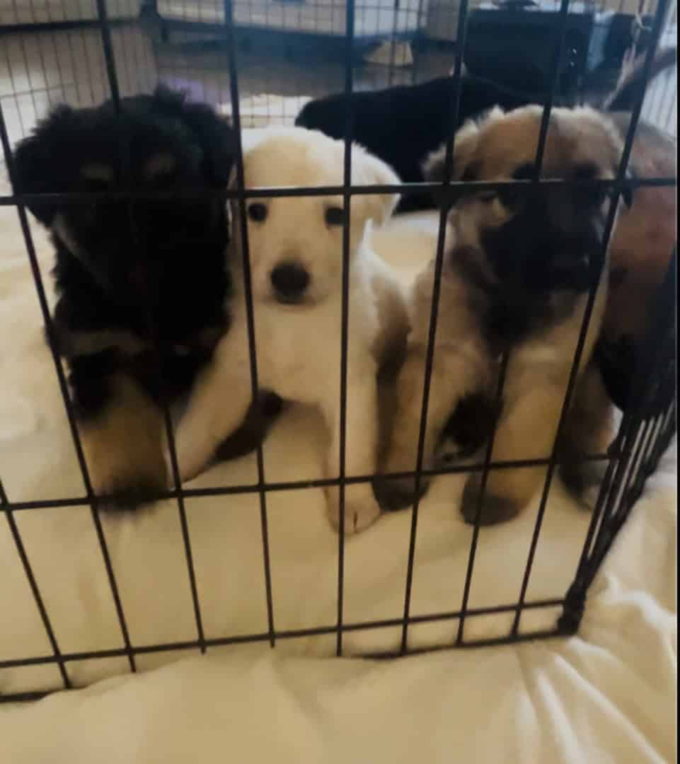 German Shepherd Puppies image 6
