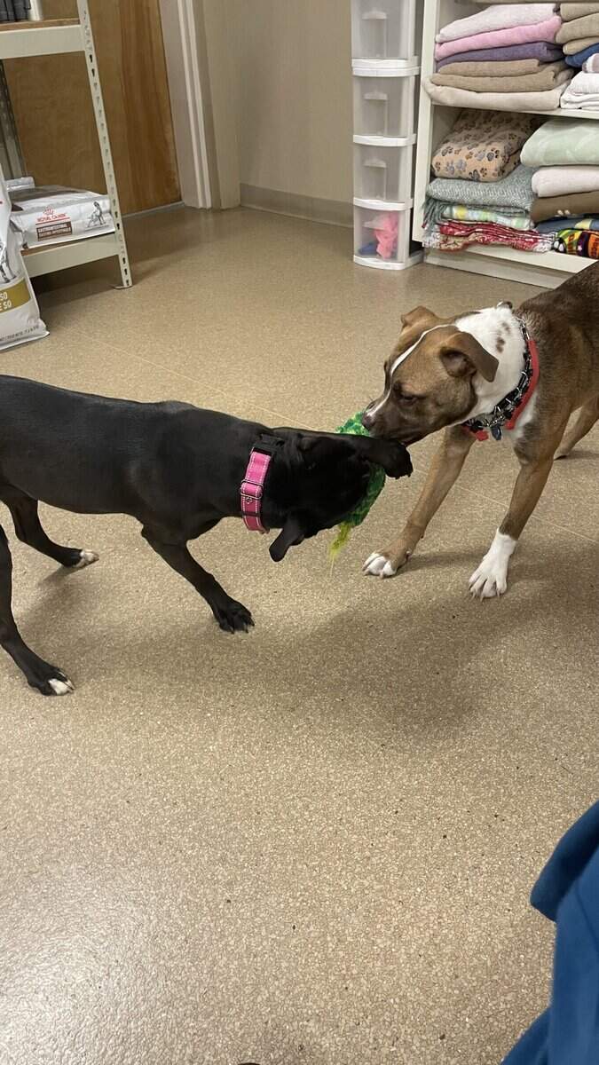 Puppy puddin pop image 14