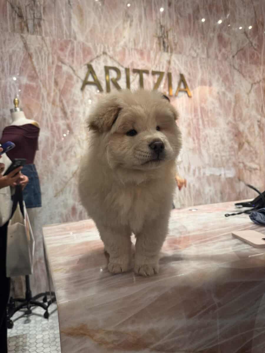 Chow chow for sale image 2