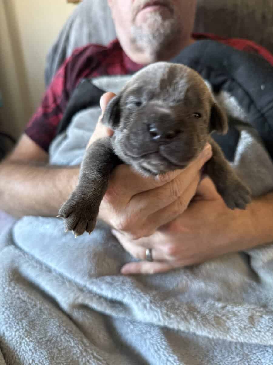 Cane Corso puppies image 1