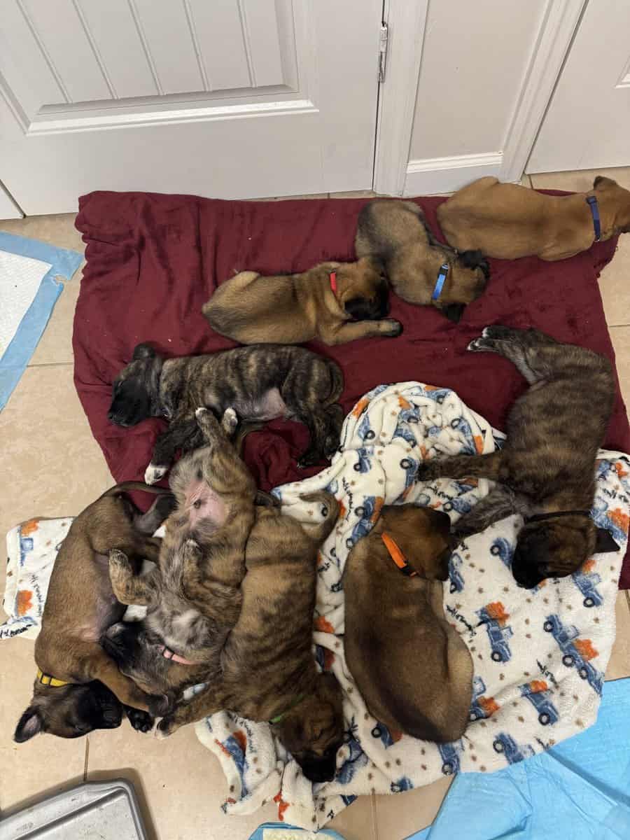 Puppies looking for homes image 1