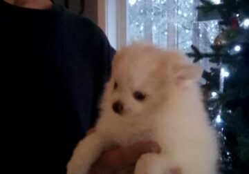 Blue Eyed Boy Pomeranian Puppy
