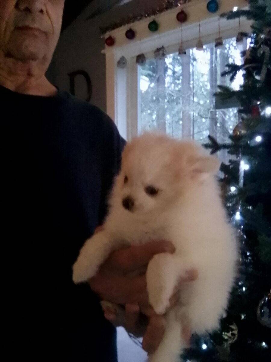 Blue Eyed Boy Pomeranian Puppy image 1