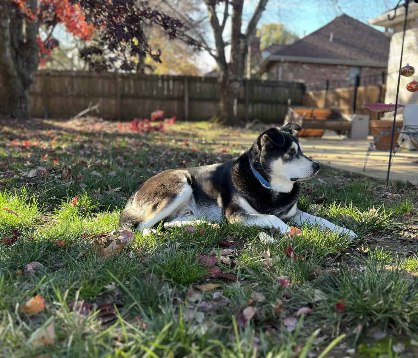 Husky/Lab needs a good home image 2