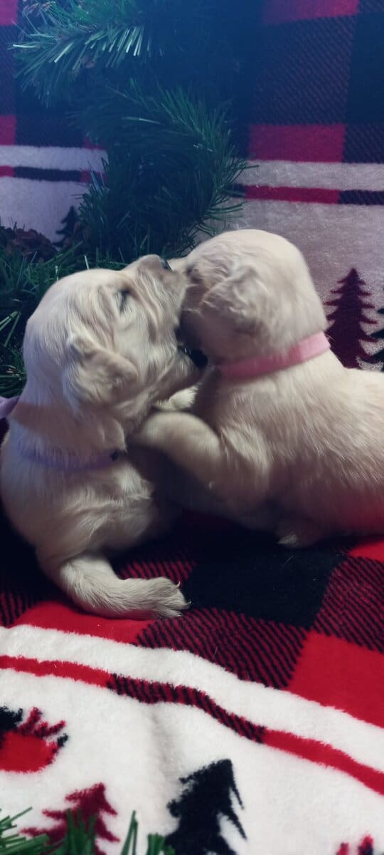 AKC ENGLISH CREAME GOLDEN RETREIVERS arrived 2/7 image 1