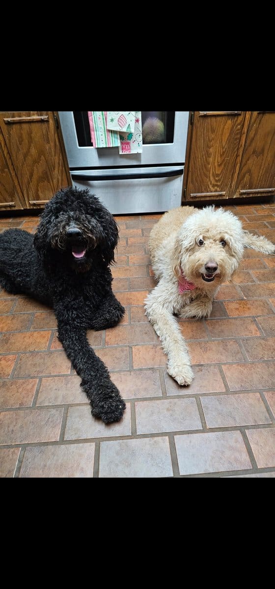F1bb Standard Goldendoodles image 6