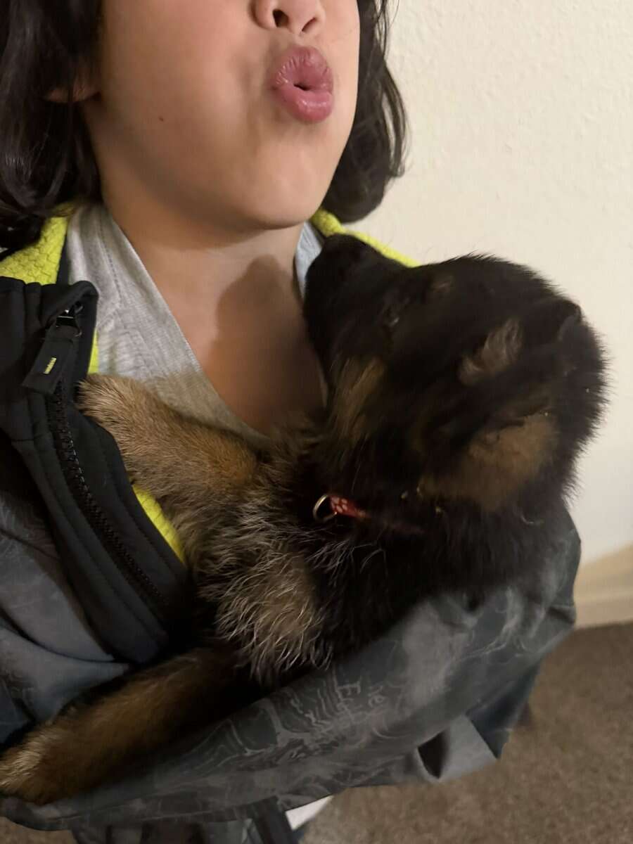 AKC purebred German Shepherd puppies image 10