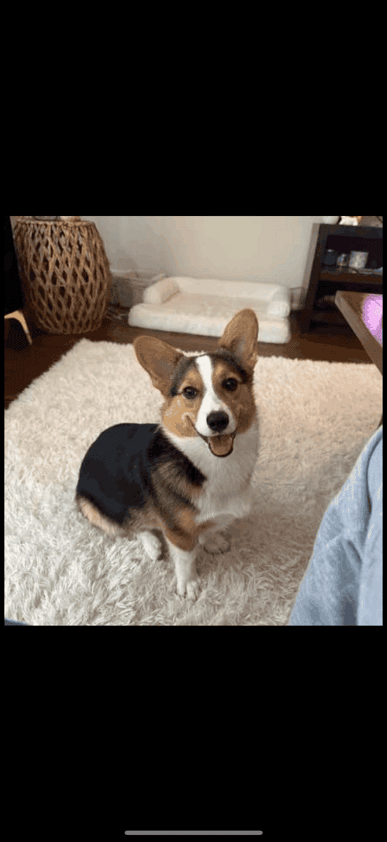 Corgi puppy image 1