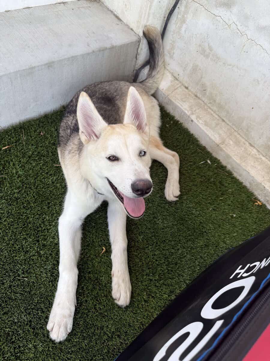Please adopt Koa image 3