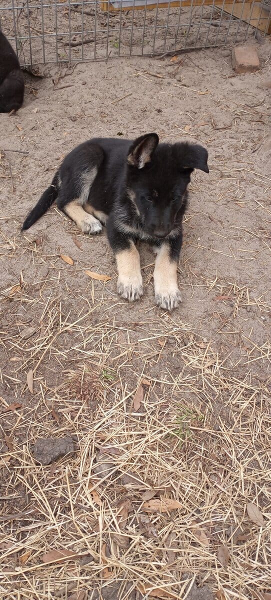 Registered German Shepherd Puppies image 7