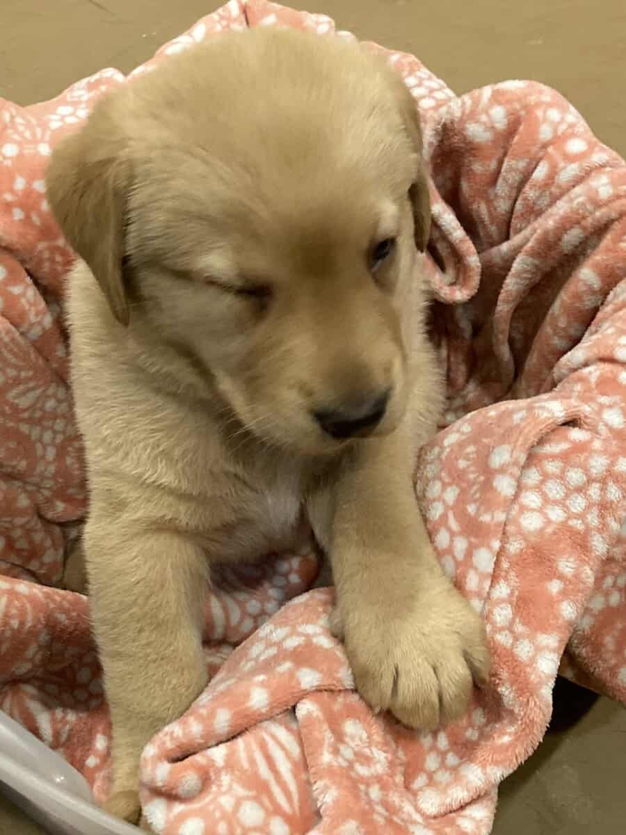 Lab mix puppies image 12