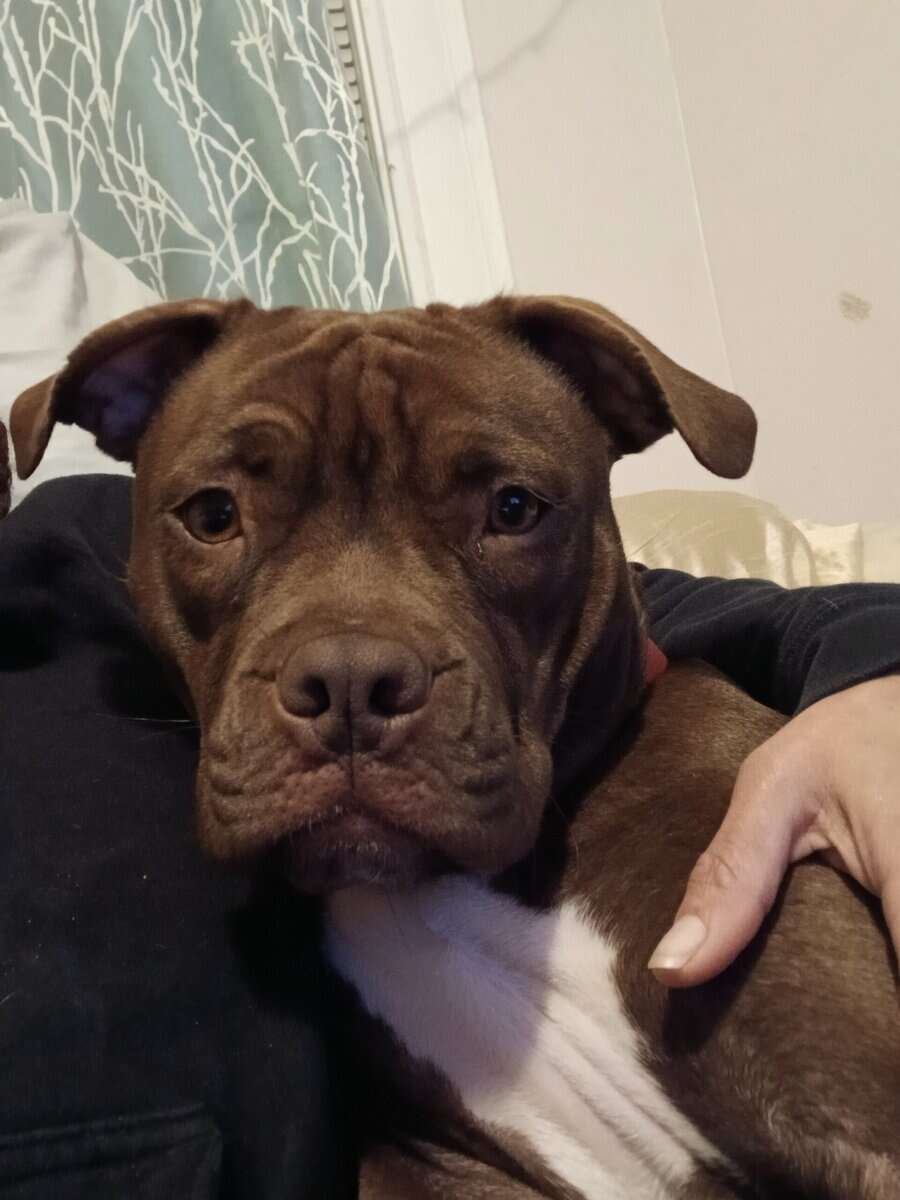 Lil lady in need of loving home! image 2