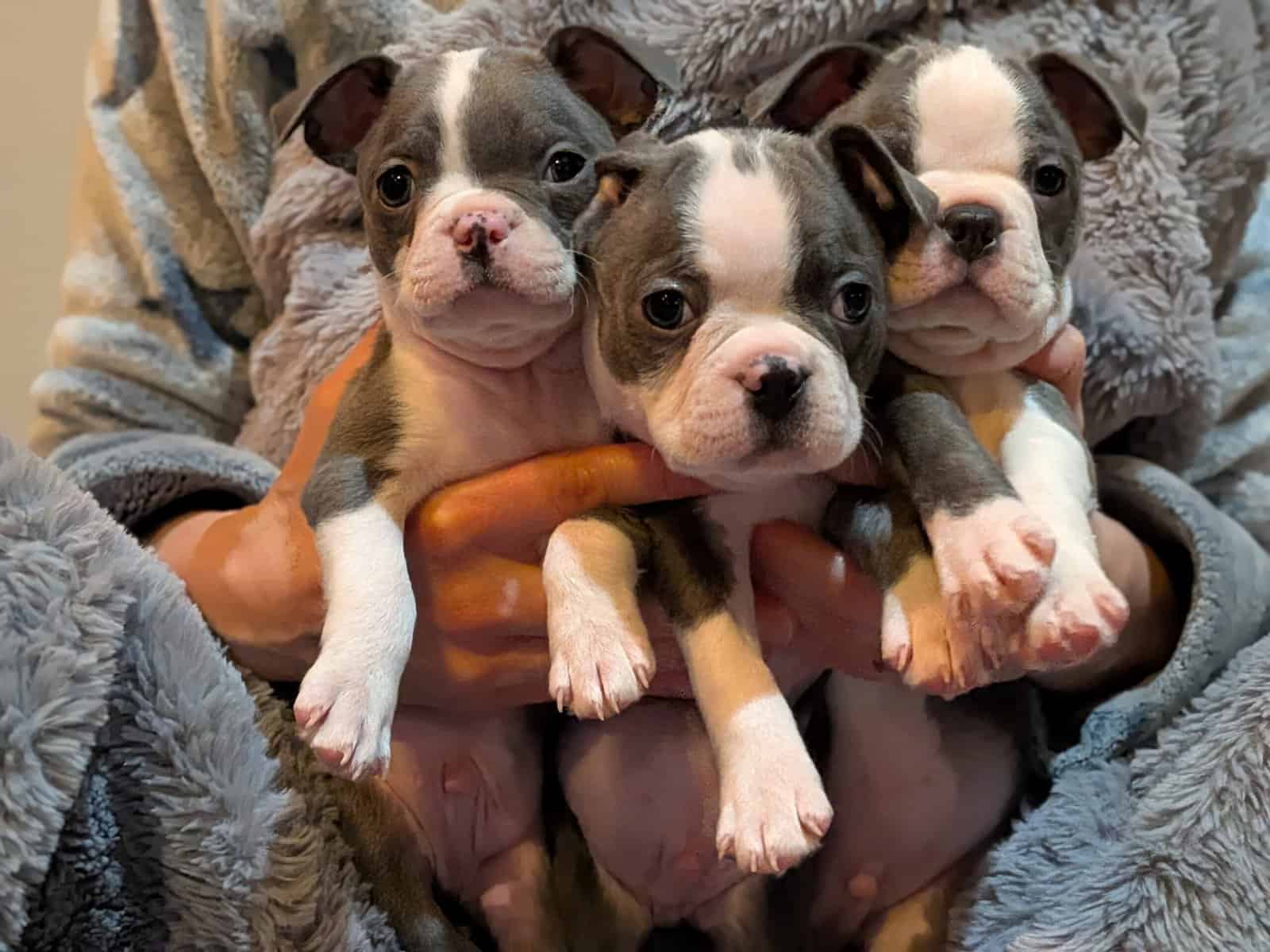 Boston Terriers for Sale! image 3