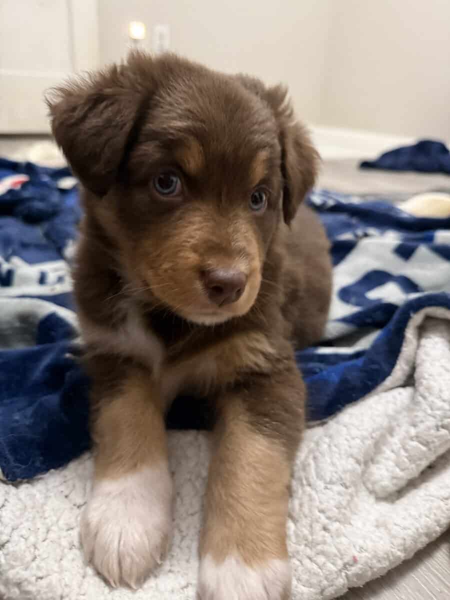 Australian Shepherd Red Tri Female Puppy image 4