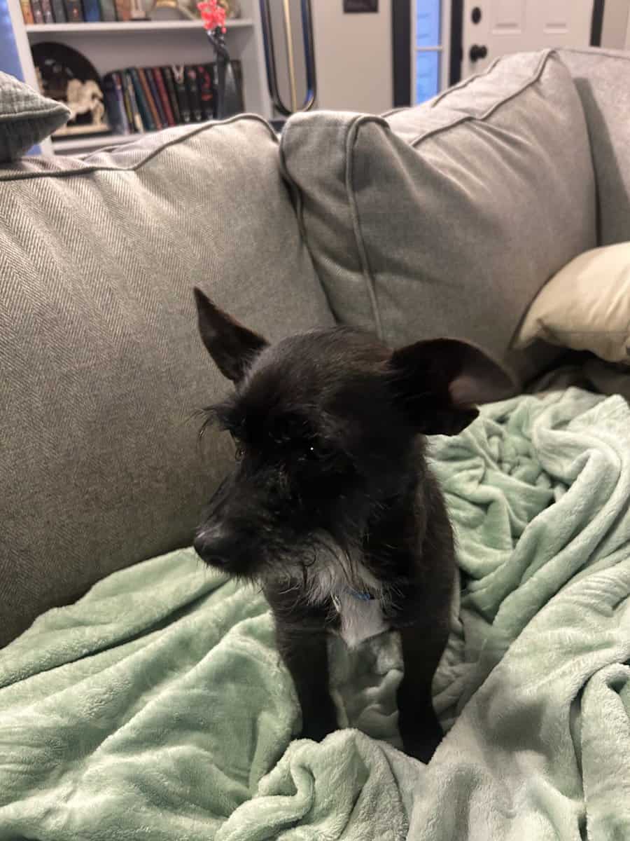 2 Small Lap Dogs image 6