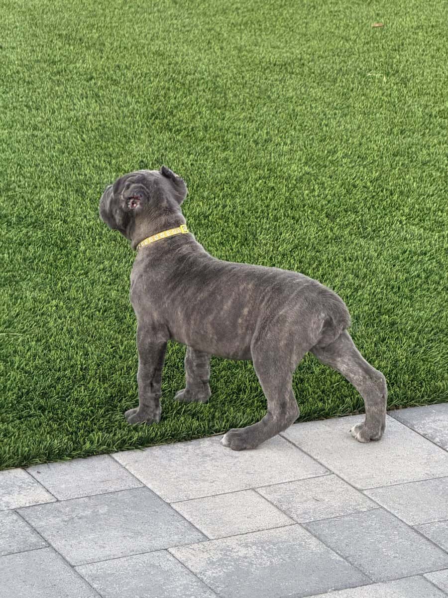 Akira’s Litter of Straw Carrier Corso’s 🍓🧬 image 12