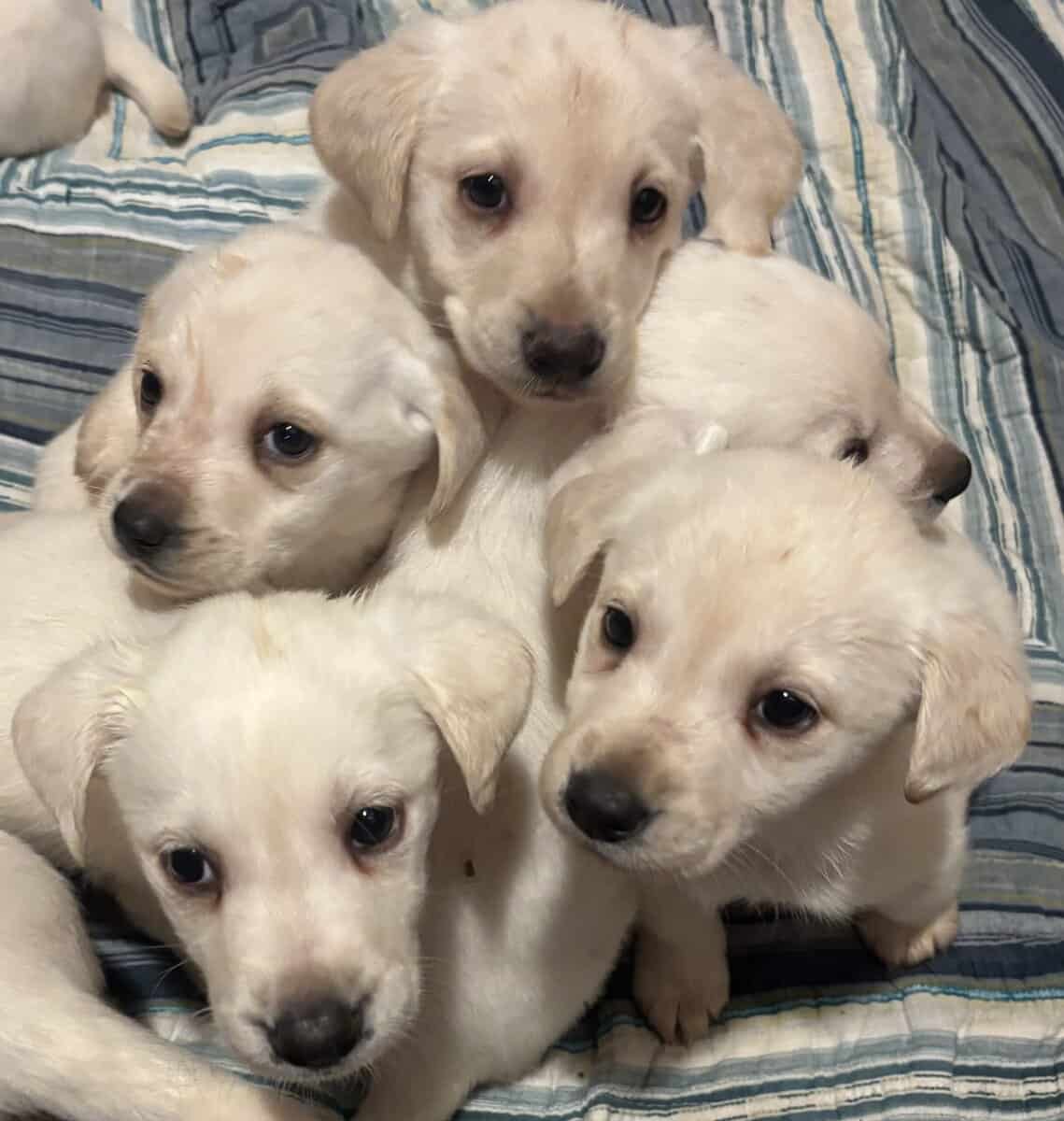 YELLOW LAB PUPPIES For Sale image 1