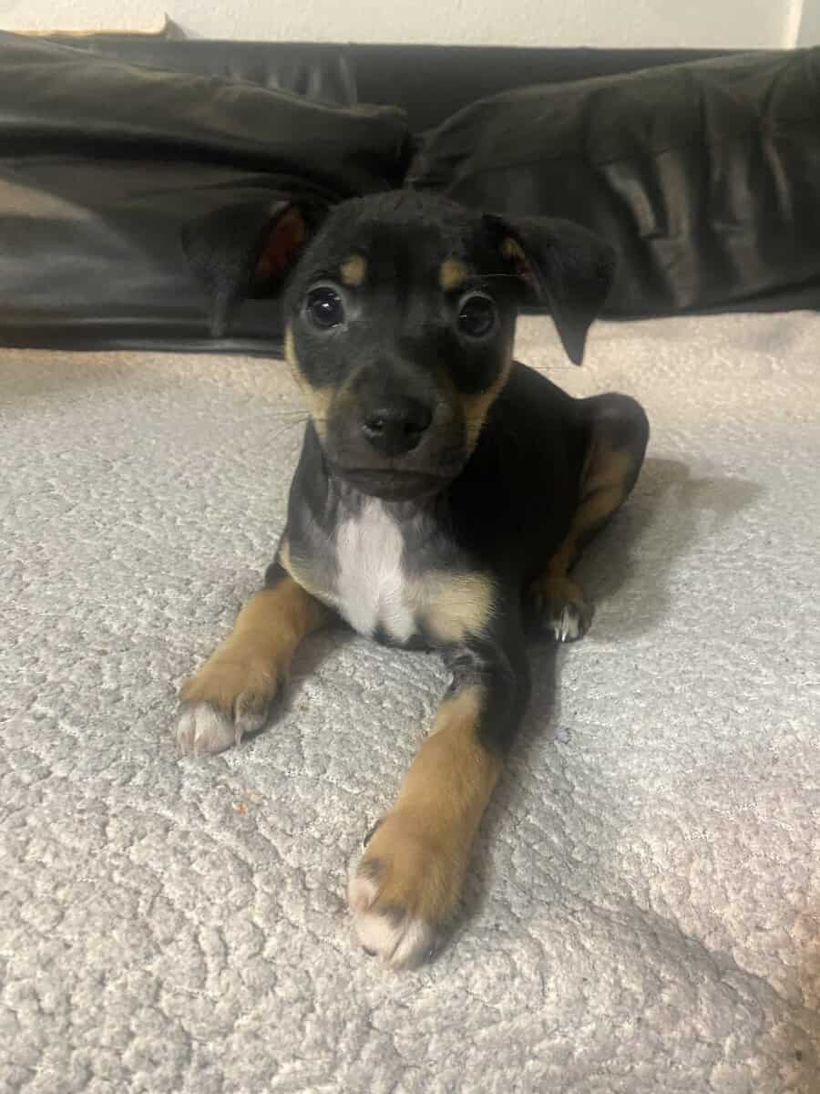 Rat Terrier male pups image 1