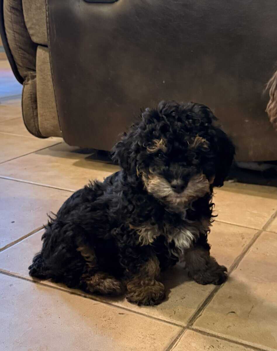 CKC Toy Poodles image 3