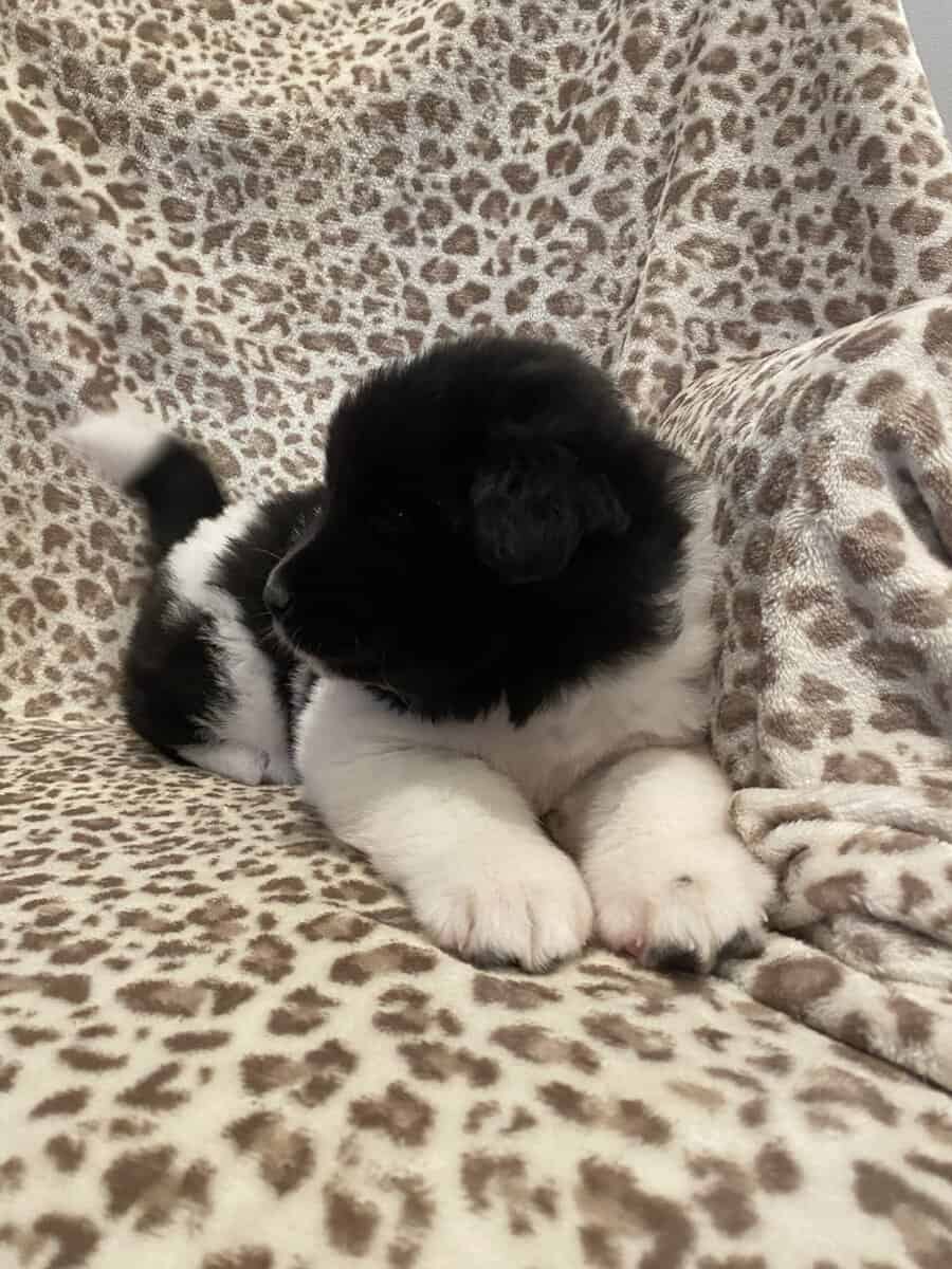 American Akita puppies image 3