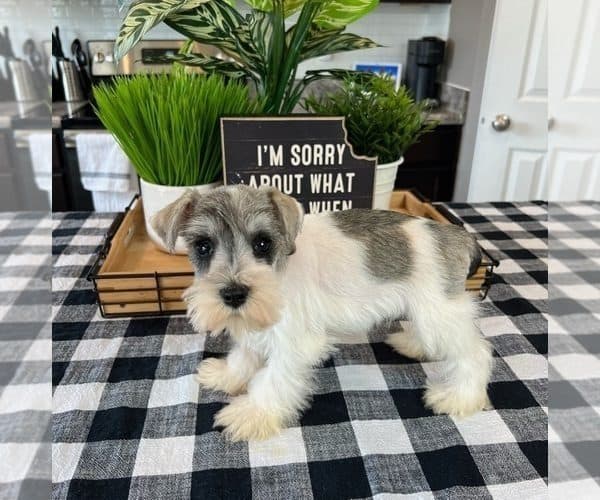 🐾 Adorable Male Schnauzer Puppy for sale image 1