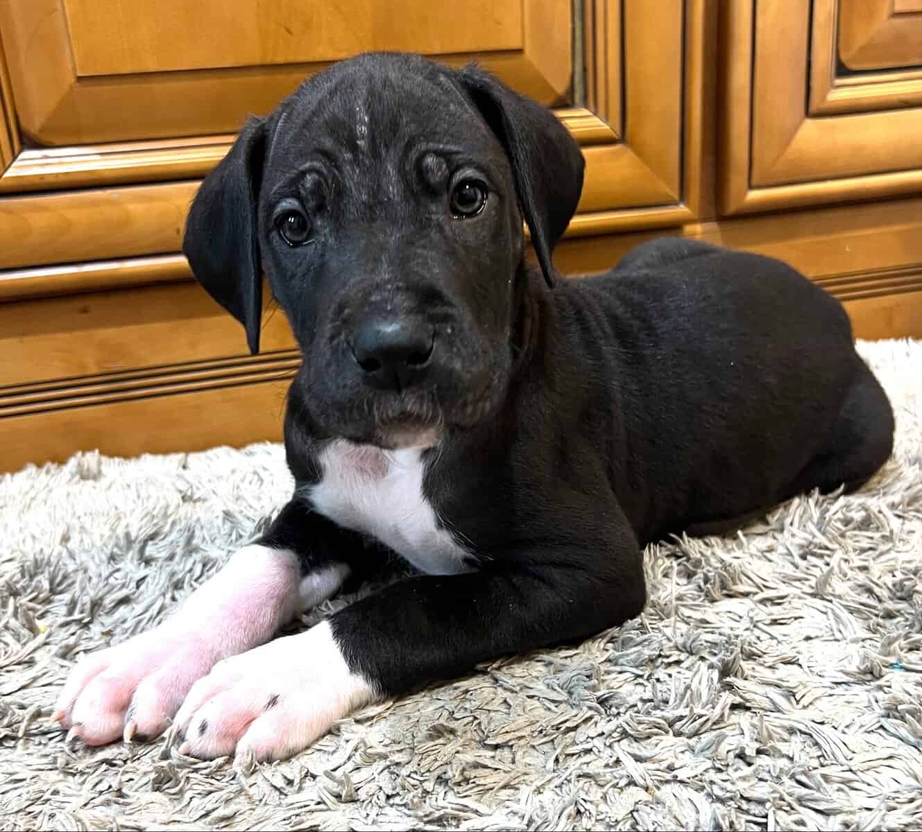 AKC PUREBRED GREAT DANE PUPPIES IN NORTH DAKOTA image 7