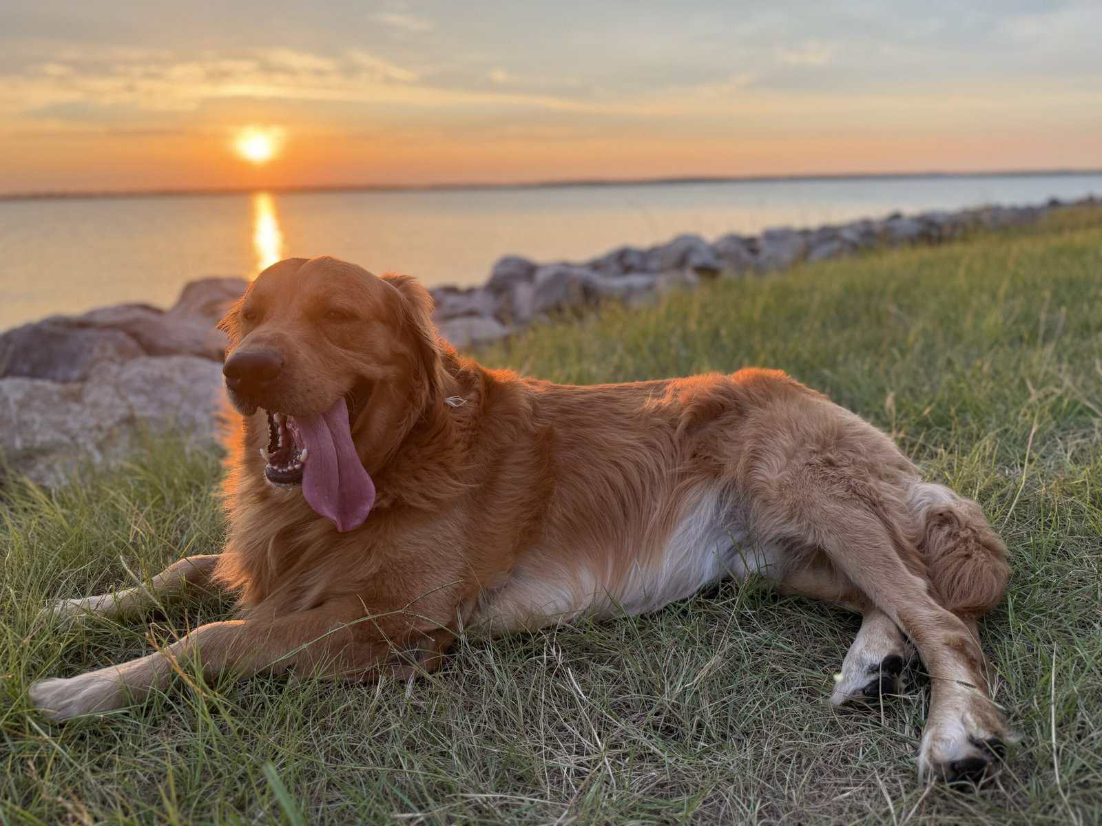 Loving 4-Year-Old Golden Retriever image 2