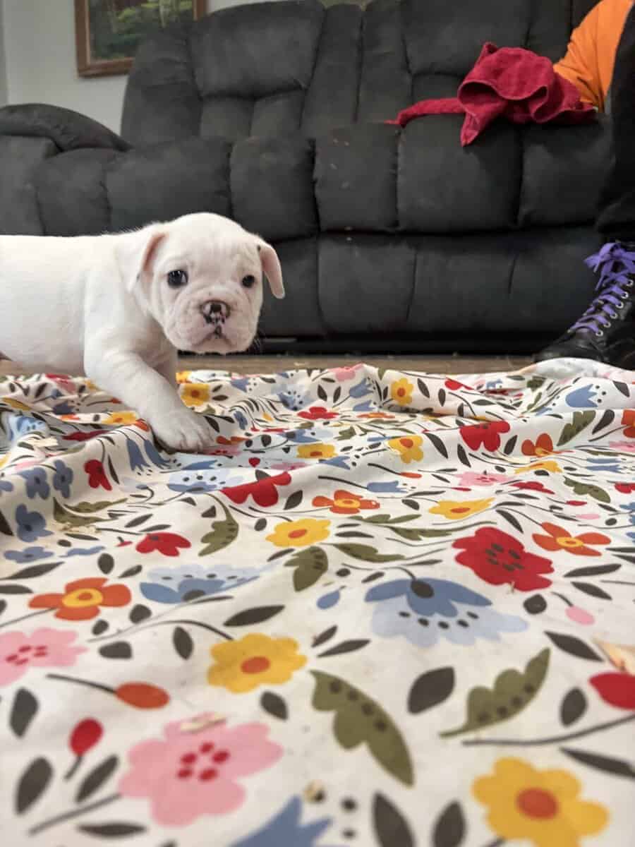French English Bulldog puppies image 6