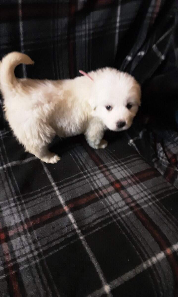 Great Pyrenees image 2