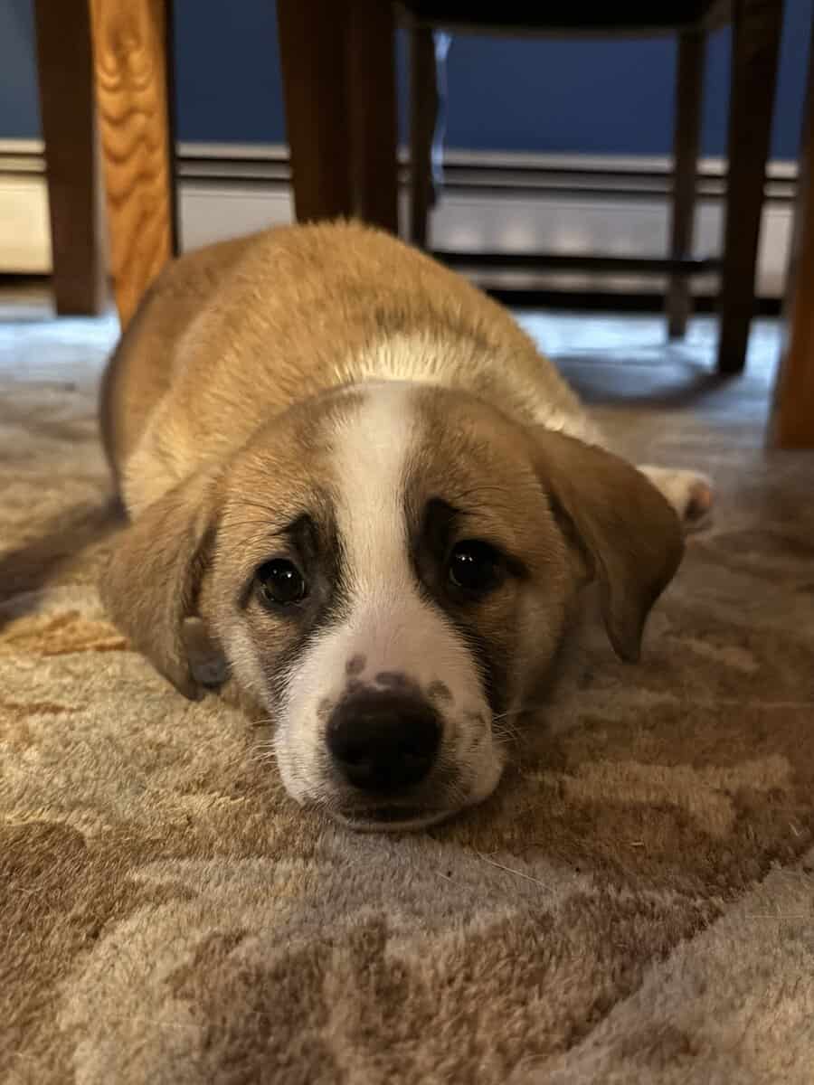 2 month old puppy image 1