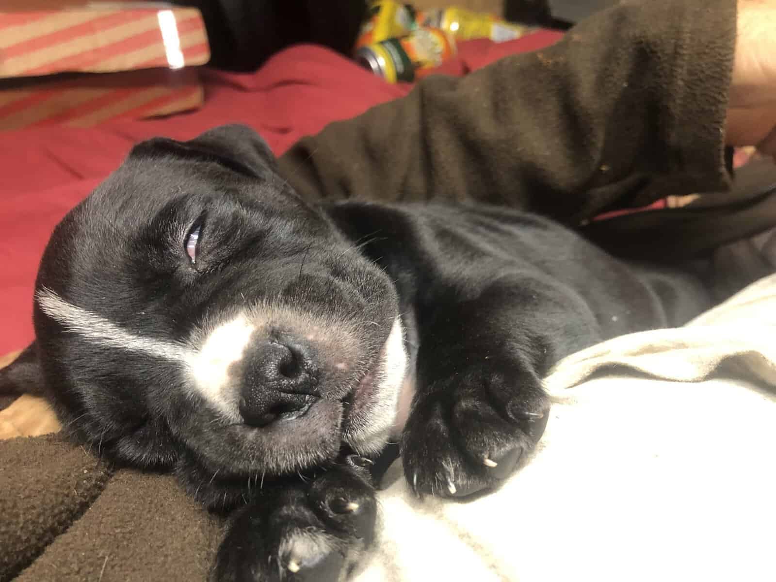 Cane corso x pit bull puppies image 2