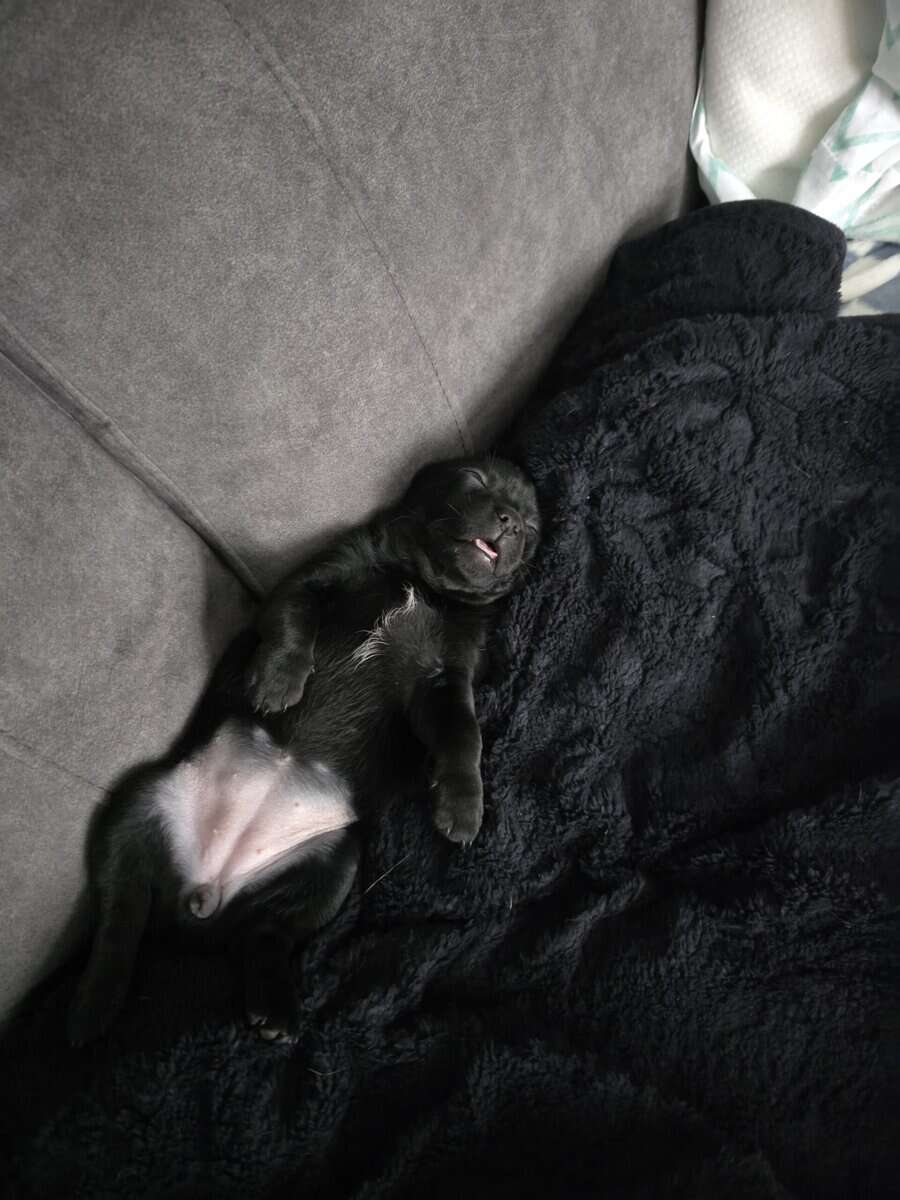 Female chihuahua puppy image 1