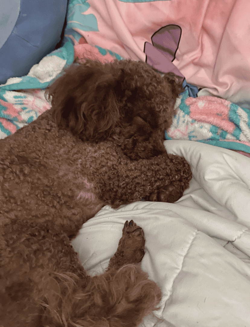 Dog for sale Cavapoo image 3