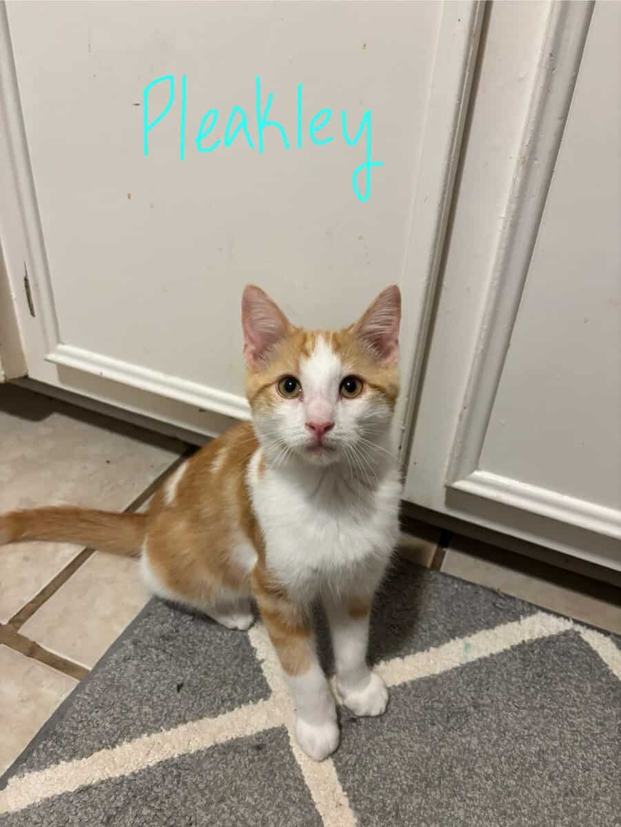4 Month Old Kitten image 1