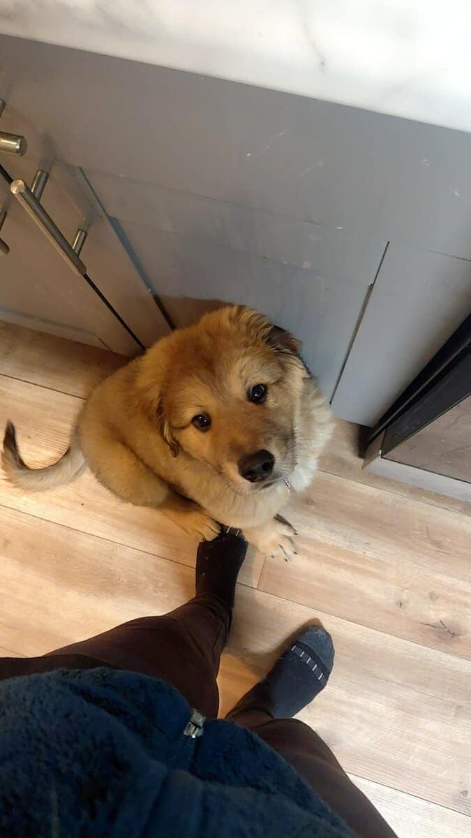 3 Month old puppy, last of the litter! image 3