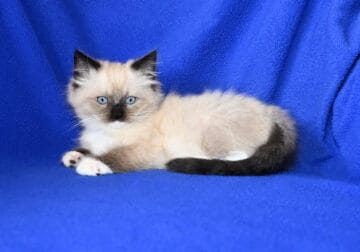 Seal mink mitted Male Ragdoll kittens Available
