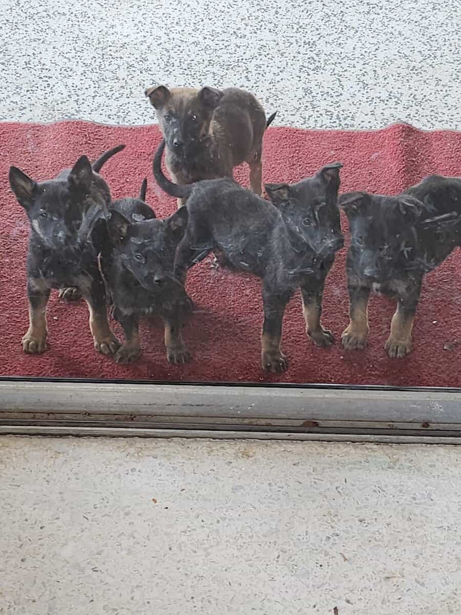 K9 pups image 2