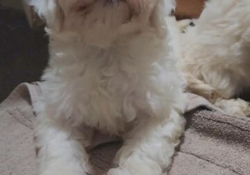 Male maltese puppy