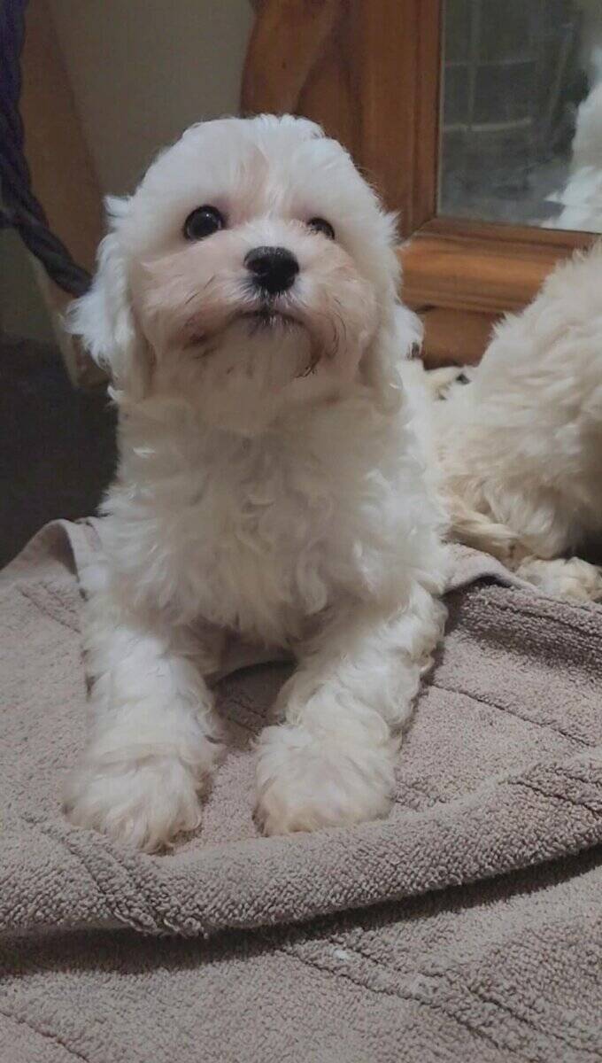 Male maltese puppy image 1