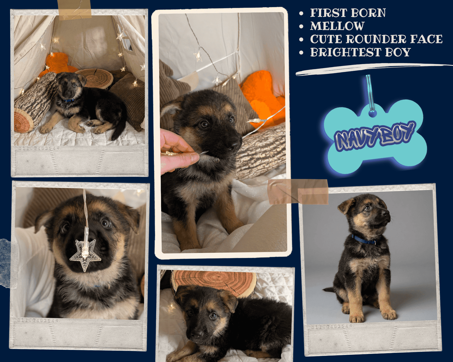 Six adorable 8-week-old German Shepherd puppies ! image 4