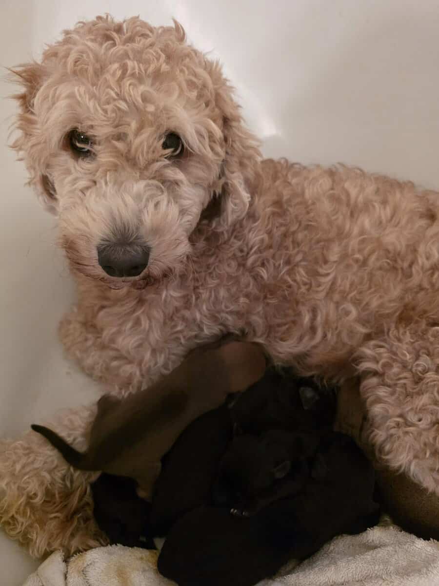 Mini Goldendoodle Puppies image 7