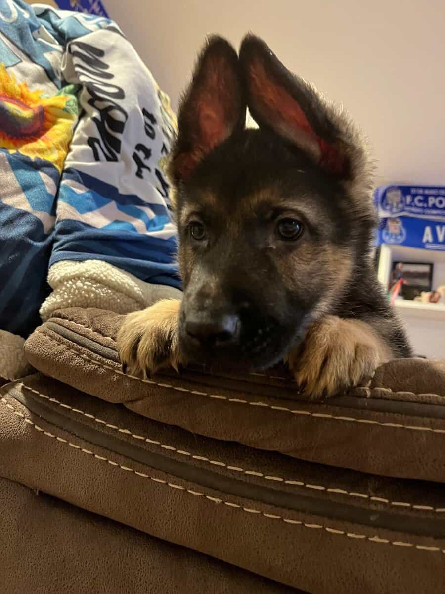 German shepherd puppies image 3